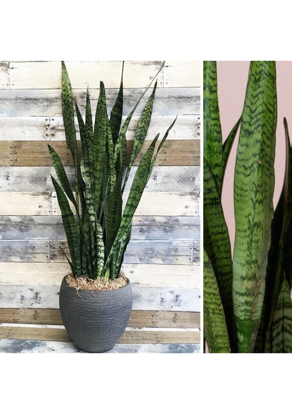 Paşa Kılıcı Dekoratif Saksıda No3