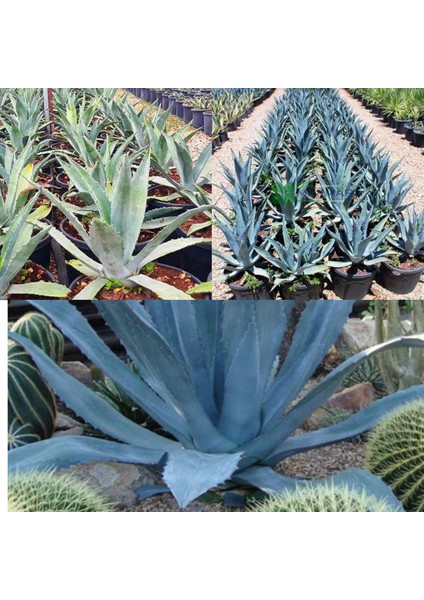 Agave Americana Orta Boy fiyatları