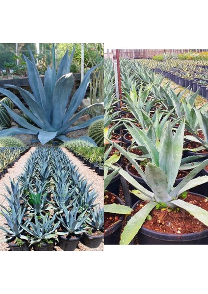 Agave Americana Orta Boy modelleri
