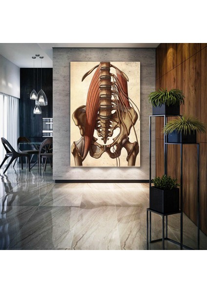 Omurga ve Kalça Kemiği Anatomisi Kas Yapısı Kanvas Tablo
