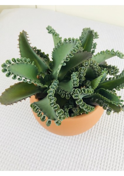 Aşkın Göz Yaşları / Kalanchoe Daigremontiana modelleri