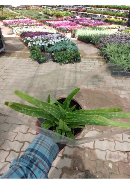 Saksılı Aloe Vera Bitkisi ( 12 Lik Saksıda)( Barbadensis) modelleri