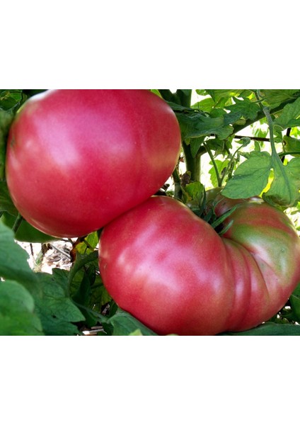 Pembe Domates Tohumu Nadir Ince Kabuklu ve Geleneksel Belgium Pink fırsatları