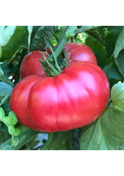 Pembe Domates Tohumu Nadir Ince Kabuklu ve Geleneksel Belgium Pink