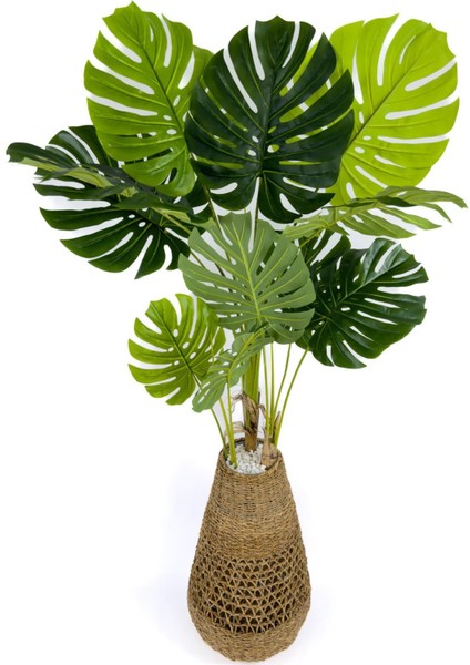 Luxury Monstera Ağacı 180CM Hasır Saksıda Bohem4 modelleri