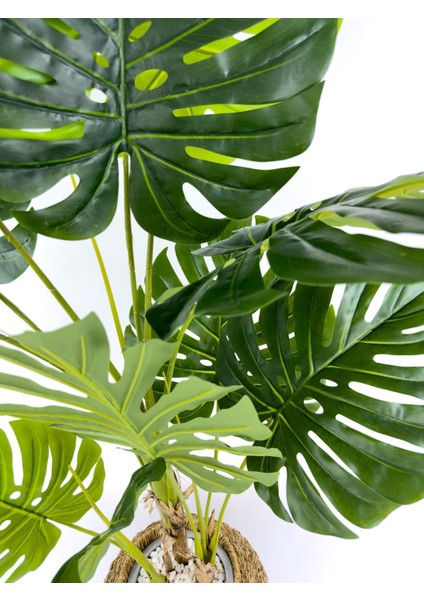 Luxury Monstera Ağacı 180CM Hasır Saksıda Bohem4 indirimleri