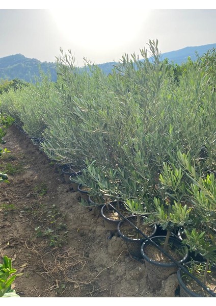 Saksıda Bodur Gemlik Zeytin Fidanı