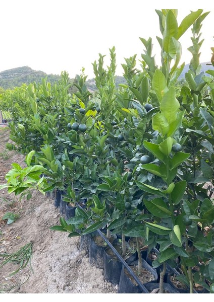 Tüplü Üzeri Bol Meyveli Bodur Mandalina Fidanı