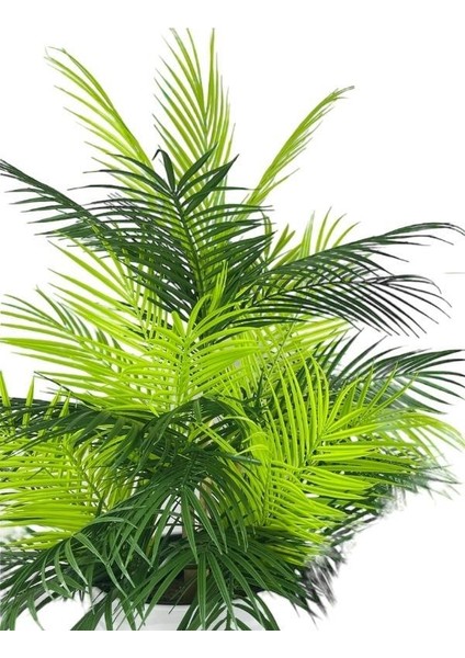 Yapay Çiçek Areka Salon Bitkisi Beyaz Uzun Kumsal Vazoda 130CM 45YAPRAK indirimleri