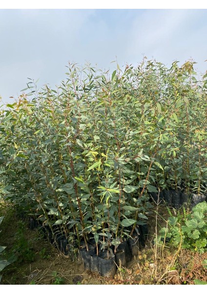 Tüplü Okaliptüs ( Bataklık Kurutan) Fidanı 6 Adet