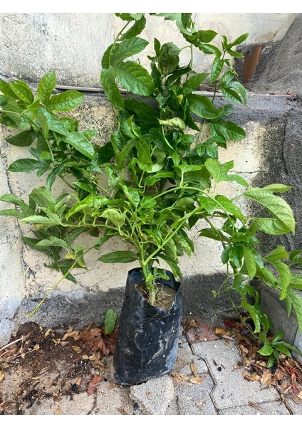 Tüplü Passiflora ( Çarkıfelek) Fidanı