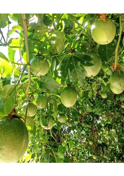 Tüplü Passiflora ( Çarkıfelek) Fidanı