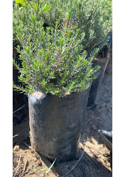 Tüplü Dağ Kekiği ( Zahter ) Fidanı 20 Adet