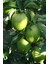 ( 8 Adet ) Aşılı Yeşil Elma ( Granny Smith ) Fidanı 3 Yaş 1