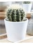 Altın Fıçı Kaktüs Echinocactus Grusonii 1