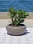 Crassula Ovata- Para Çiçeği- Bereket Bitkisi- 23-30 cm 1