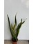 Paşa Kılıcı Sansevieria 2