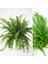 Aşk Merdiveni Seramik Saksıda Nephrolepis 00100101 1
