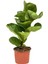 Ficus Bambino 1