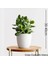 Para Ağacı Bereket, İyi Şans ve Para Çiçeği Crassula Ovata 01 1