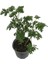 Pelargonium Odoratissimum - Itır Bitkisi 2