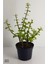 Bonsai Yeşim Ağacı Portulacaria Afra Sukulent 10CM Saksıda Uzunluk 30-35 cm Arasıdır 2