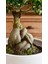 Dekoratif Saksıda Bonsai Ficus Gingseng 2500 gr Gövde 50 cm 3