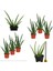 3 Adet Aloevera Aloe Vera 2