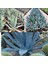 Agave Americana Orta Boy 2