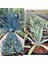 Agave Americana Orta Boy 3