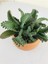 Aşkın Göz Yaşları / Kalanchoe Daigremontiana 3