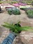 Saksılı Aloe Vera Bitkisi ( 12 Lik Saksıda)( Barbadensis) 3