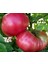 Pembe Domates Tohumu Nadir Ince Kabuklu ve Geleneksel Belgium Pink 4
