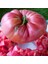 Pembe Domates Tohumu Nadir Ince Kabuklu ve Geleneksel Belgium Pink 5