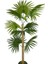 Yapay Ağaç Fanpalm 8yaprak 85*45CM Yelpaze Palmiye Siyah Aleminyum Saksı 5