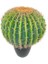 Yapay Çiçek Echinocactus Grusonii Altın Fıçı Kaktüs Siyah Saksıda 50*35CM Cactüs SK4010S 4