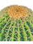Yapay Çiçek Echinocactus Grusonii Altın Fıçı Kaktüs Siyah Saksıda 50*35CM Cactüs SK4010S 5
