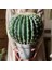Yapay Çiçek Echinocactus Grusonii Altın Fıçı Kaktüs Siyah Saksıda 35*25M Cactüs SK4010S 3