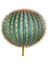 Yapay Çiçek Echinocactus Grusonii Altın Fıçı Kaktüs 60*60CM Cactüs SK4012 1