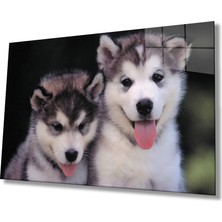 Kırmızı Ayı Köpekler Cam Tablo