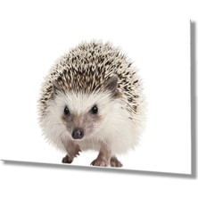 Kırmızı Ayı Kirpi Hayvan  Cam Tablo