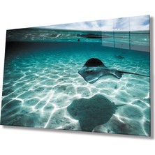 Kırmızı Ayı Balık  Sualtı Cam Tablo