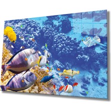 Kırmızı Ayı Balıklar, Colorful Fishes