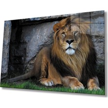 Kırmızı Ayı Aslan Cam Tablo
