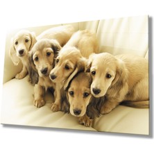 Kırmızı Ayı Köpekler Cam Tablo