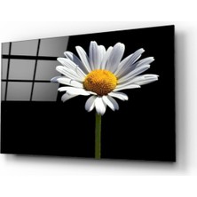 Kırmızı Ayı Papatya Cam Tablo