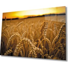 Kırmızı Ayı Gün Batımında Başaklar