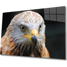 Kırmızı Ayı Kartal Cam Tablo