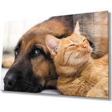 Kırmızı Ayı Kedi Köpek