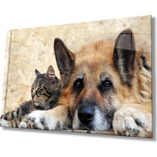 Kırmızı Ayı Kedi Köpek